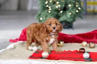 Kory, a male Cavapoo for sale in Sugarcreek, OH – Photo 4 of 6