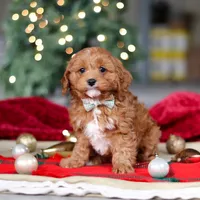 Kory, a male Cavapoo for sale in Sugarcreek, OH – Photo 2 of 6
