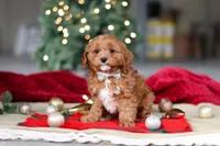 Kory, a male Cavapoo for sale in Sugarcreek, OH – Photo 2 of 6