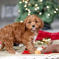 Kory, a male Cavapoo for sale in Sugarcreek, OH – Photo 6 of 6