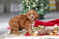 Kory, a male Cavapoo for sale in Sugarcreek, OH – Photo 6 of 6