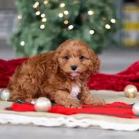 Kory, a male Cavapoo for sale in Sugarcreek, OH – Photo 5 of 6