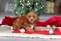 Kory, a male Cavapoo for sale in Sugarcreek, OH – Photo 5 of 6