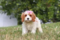 Olivia, a female Cavapoo for sale in Sugarcreek, OH – 6 of 7