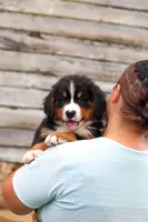 Bobby, a male Bernese Mountain Dog for sale in Sugarcreek, OH – 6 of 9