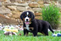 Bailey, a female Bernese Mountain Dog for sale in Sugarcreek, OH – 5 of 6