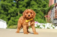 Austin, a male Cavapoo for sale in Sugarcreek, OH – 4 of 7