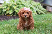Addy, a female Cavapoo for sale in Sugarcreek, OH – 4 of 10