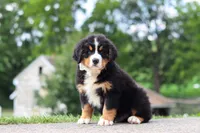Wyatt, a male Bernese Mountain Dog for sale in Sugarcreek, OH – 4 of 7