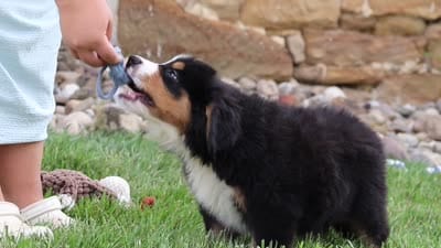 Bobby, a male Bernese Mountain Dog for sale in Sugarcreek, OH – 9 of 9