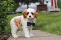 Asher, a male Cavapoo for sale in Sugarcreek, OH – 3 of 8