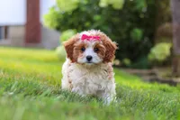 Lilly, a female Cavapoo for sale in Sugarcreek, OH – 7 of 10