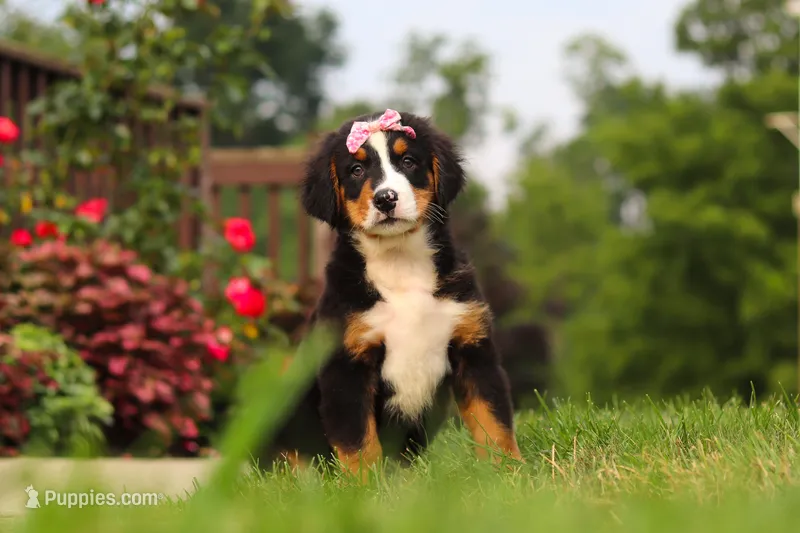 Casey – Bernese Mountain Dog puppy for sale in Sugarcreek, OH