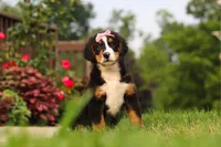 Casey, a female Bernese Mountain Dog for sale in Sugarcreek, OH – 1 of 10