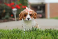 Gracie, a female Cavapoo for sale in Sugarcreek, OH – 2 of 7