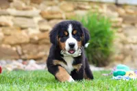 Willow, a female Bernese Mountain Dog for sale in Sugarcreek, OH – 5 of 10