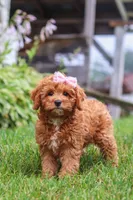 Addy, a female Cavapoo for sale in Sugarcreek, OH – 8 of 10
