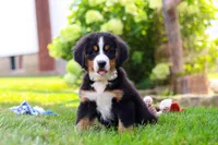 Willow, a female Bernese Mountain Dog for sale in Sugarcreek, OH – 8 of 10