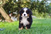 Izzy, a female Bernese Mountain Dog for sale in Sugarcreek, OH – 7 of 10