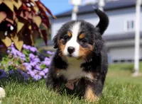 Winston, a male Bernese Mountain Dog for sale in Sugarcreek, OH – Photo 6 of 6