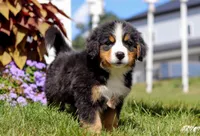 Winston, a male Bernese Mountain Dog for sale in Sugarcreek, OH – Photo 5 of 6