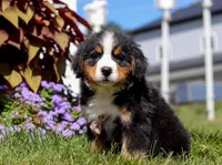 Winston, a male Bernese Mountain Dog for sale in Sugarcreek, OH – Photo 2 of 6