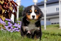 Winston, a male Bernese Mountain Dog for sale in Sugarcreek, OH – Photo 3 of 6