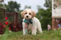 Leo, a male Bichpoo for sale in Sugarcreek, OH – 7 of 10