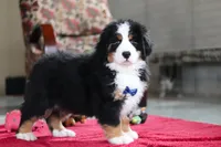 processed/0902fe58-5422-46de-a477-4c80f896e02a/listing/bab61f2d-8e86-40a1-bb24-dc468b79e545/84aeaa44-510f-4724-a1cc-953945fa8474