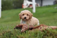 Mia, a female Bichpoo for sale in Sugarcreek, OH – 7 of 10