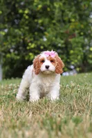 Olivia, a female Cavapoo for sale in Sugarcreek, OH – 2 of 7