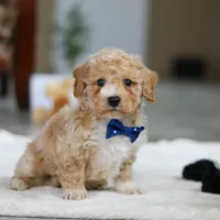 Austin, a male Bichpoo for sale in Sugarcreek, OH – Photo 4 of 7