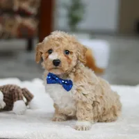 Austin, a male Bichpoo for sale in Sugarcreek, OH – Photo 2 of 7