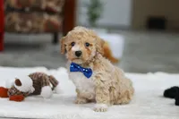 Austin, a male Bichon Frise for sale in Sugarcreek, OH – Photo 2 of 7