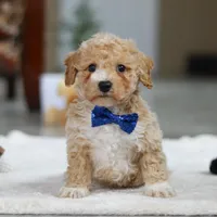 Austin, a male Bichpoo for sale in Sugarcreek, OH – Photo 1 of 7