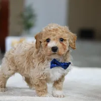 Austin, a male Bichpoo for sale in Sugarcreek, OH – Photo 6 of 7