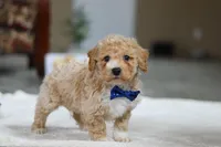 Austin, a male Bichon Frise for sale in Sugarcreek, OH – Photo 6 of 7