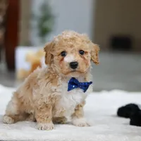 Austin, a male Bichpoo for sale in Sugarcreek, OH – Photo 3 of 7