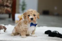 Austin, a male Bichon Frise for sale in Sugarcreek, OH – Photo 3 of 7