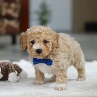 Austin, a male Bichpoo for sale in Sugarcreek, OH – Photo 5 of 7