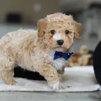 Austin, a male Bichpoo for sale in Sugarcreek, OH – Photo 7 of 7