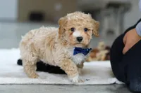 Austin, a male Bichon Frise for sale in Sugarcreek, OH – Photo 7 of 7