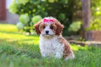 Lilly, a female Cavapoo for sale in Sugarcreek, OH – 5 of 10