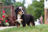Casey, a female Bernese Mountain Dog for sale in Sugarcreek, OH – 7 of 10