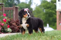 Casey, a female Bernese Mountain Dog for sale in Sugarcreek, OH – 8 of 10