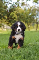 Kory, a male Bernese Mountain Dog for sale in Sugarcreek, OH – 4 of 10