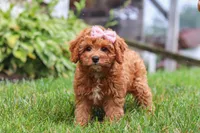 Addy, a female Cavapoo for sale in Sugarcreek, OH – 3 of 10
