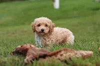 Mia, a female Bichpoo for sale in Sugarcreek, OH – 3 of 10