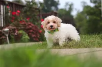 Benji, a male Bichpoo for sale in Sugarcreek, OH – 3 of 10