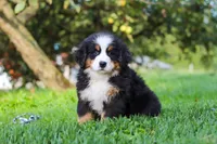Izzy, a female Bernese Mountain Dog for sale in Sugarcreek, OH – 9 of 10